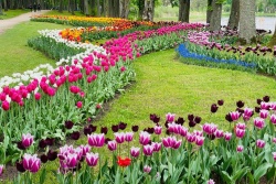 Atpūtas un ceļojumu piedāvājumi 11.05.2024 - 12.05.2024 Pavasara ziedu festivāls Pakrojā! Nikos Travel