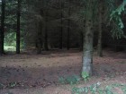Vilku meklējumi... [127]..