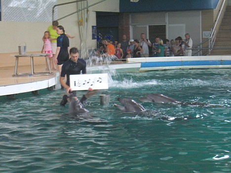 Delfīni prot arī dziedāt pēc notīm