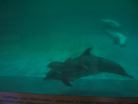 Delfīnu māte ar savu mazuli peld cieši viens pie otra