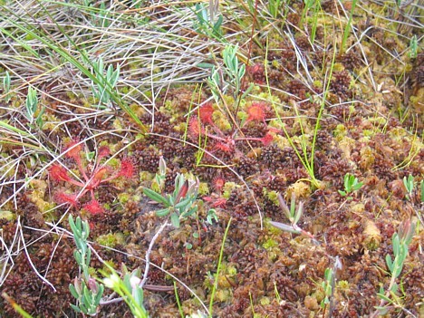 Daži augi īpaši ir pielāgojušies dzīvei augstajā purvā. Piemēram, rasene (sarkanais augs) iegūst barības vielas, ķerot un izšķīdinot kukaiņus uz savām lapām