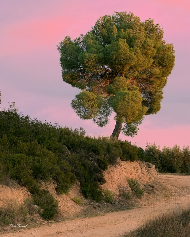 Spānijā dzīvojošs latviešu fotogrāfs Sandis Osis iemūžina dabu Barselonas apkaimē. Foto: Sandis Osis Spānijā dzīvojošs latviešu fotogrāfs Sandis Osis iemūžina dabu Barselonas apkaimē. Foto: Sandis Osis 294873