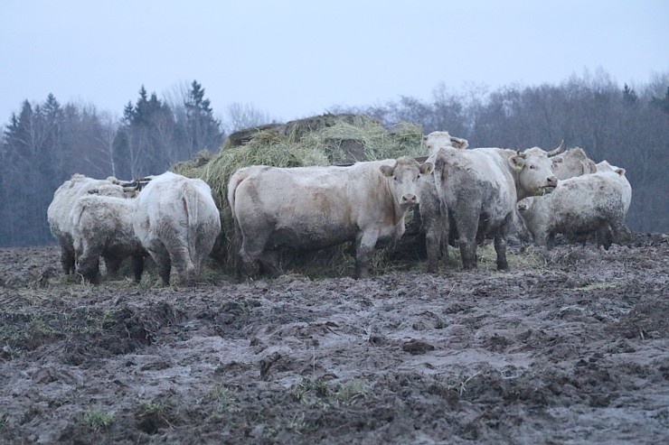 Travelnews.lv dodas 27 km pārgājienā un apmeklē Gūdu klintis un Katrinas iezi pie Gaujas 295316