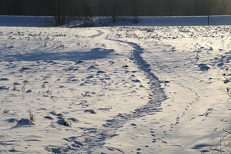 Travelnews.lv dodas 16 km pārgājienā Gaujienas un Zvārtavas apkārtnē 296828