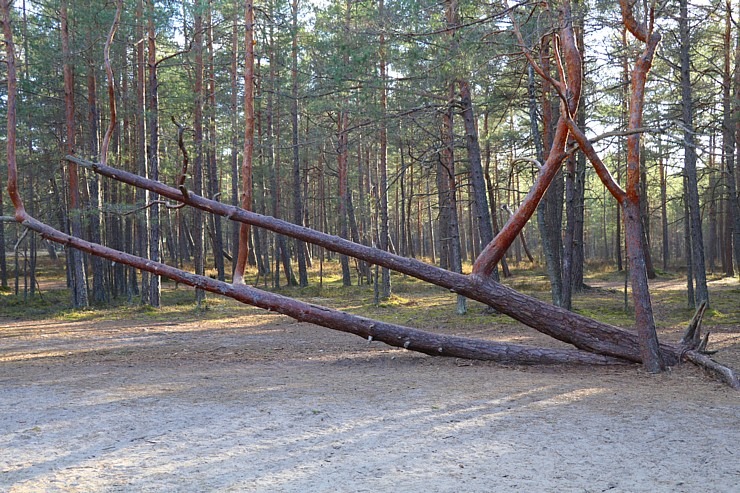 Lieldienās Carnikava pārsteidz ar restorānu «Ozo» uz riteņiem, Novadpētniecības centru, mežu un pludmali Lieldienās Carnikava pārsteidz ar restorānu «Ozo» uz riteņiem, Novadpētniecības centru, mežu un pludmali 299262