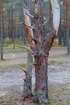 34