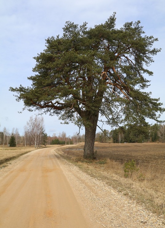 Travelnews.lv dodas 28 km pārgājienā Gārsenes apkārtnē 3.daļa 299447