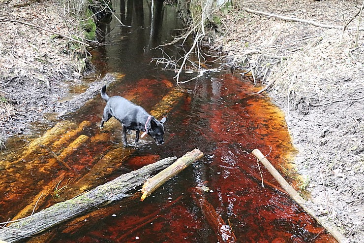 Travelnews.lv dodas 28 km pārgājienā Gārsenes apkārtnē 4.daļa 299523