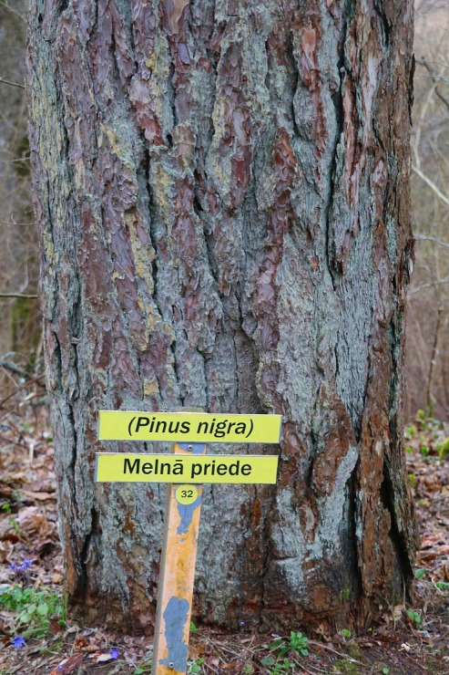 Travelnews.lv dodas 27 km pārgājienā Skrīveru novadā - Skrīveru Dendroloģiskais parks 299687