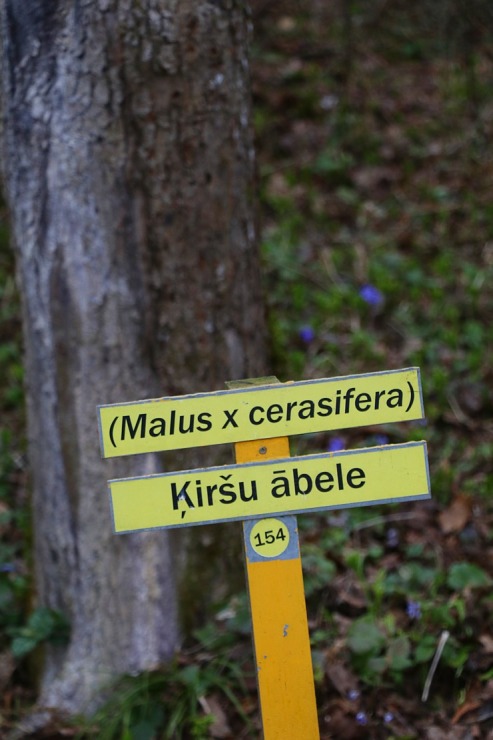 Travelnews.lv dodas 27 km pārgājienā Skrīveru novadā - Skrīveru Dendroloģiskais parks 299697