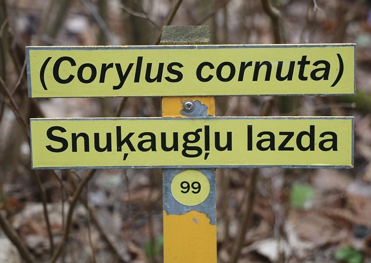 Travelnews.lv dodas 27 km pārgājienā Skrīveru novadā - Skrīveru Dendroloģiskais parks 299685