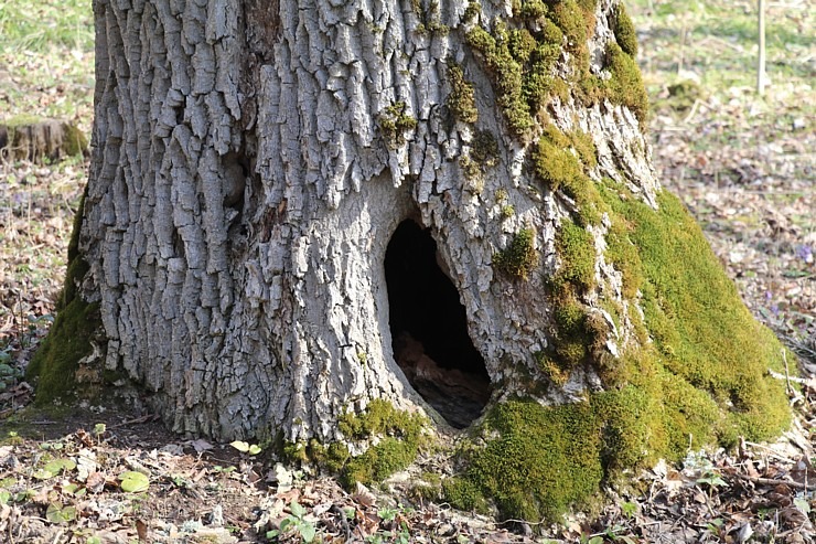 Kokneses parks starp Pērses un Daugavas krastiem ir burvīga atpūtas un pastaigu vieta 300066
