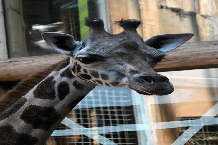 Jaunumi no Rīgas Zoodārza 304563