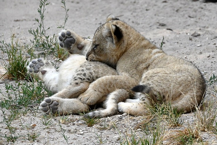 Jaunumi no Rīgas Zoo - lauvu saimei piebiedrojušies divi žiperīgi lauvēni 305076