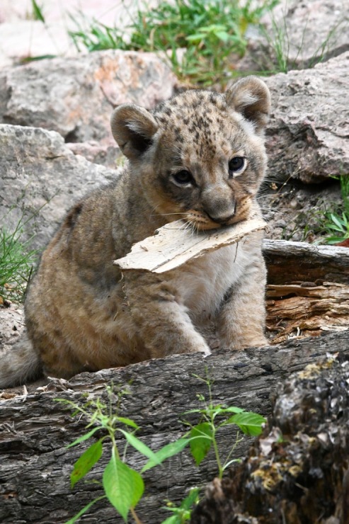 Jaunumi no Rīgas Zoo - lauvu saimei piebiedrojušies divi žiperīgi lauvēni 305090