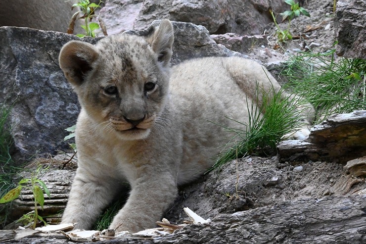Jaunumi no Rīgas Zoo - lauvu saimei piebiedrojušies divi žiperīgi lauvēni 305074