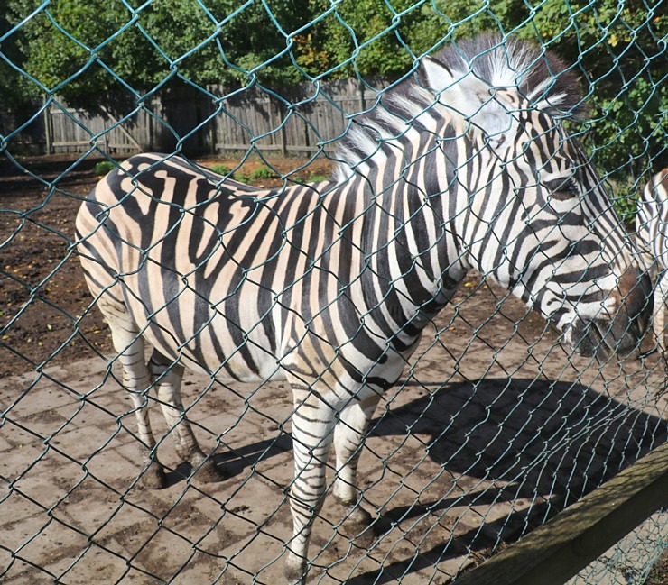 Travelnews.lv apciemo strausu fermu «Muhu jaanalinnufarm» un iepazīst arī zebras, ķengurus un Alpakas Travelnews.lv apciemo strausu fermu «Muhu jaanalinnufarm» un iepazīst arī zebras, ķengurus un Alpakas 307053