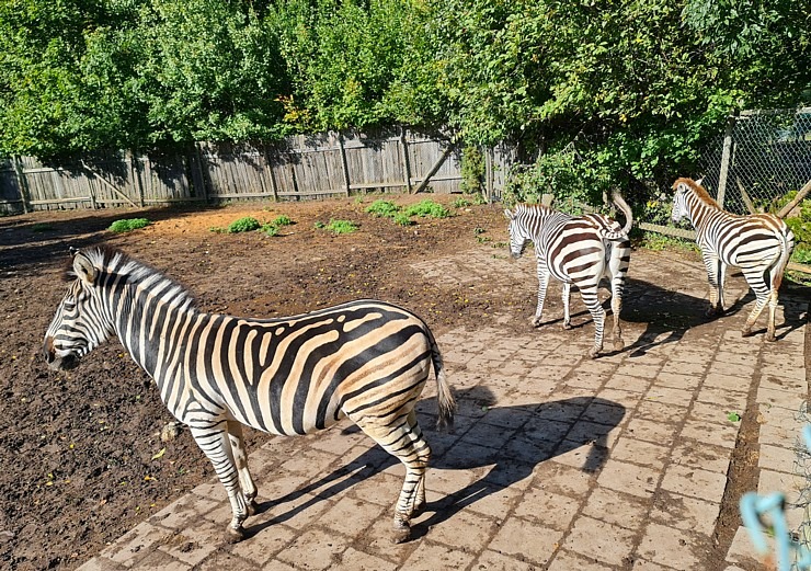 Travelnews.lv apciemo strausu fermu «Muhu jaanalinnufarm» un iepazīst arī zebras, ķengurus un Alpakas Travelnews.lv apciemo strausu fermu «Muhu jaanalinnufarm» un iepazīst arī zebras, ķengurus un Alpakas 307054