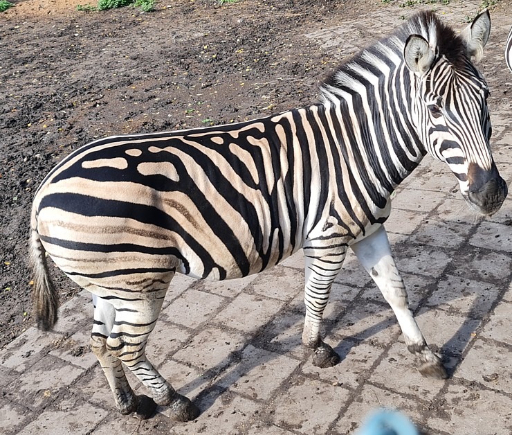 Travelnews.lv apciemo strausu fermu «Muhu jaanalinnufarm» un iepazīst arī zebras, ķengurus un Alpakas Travelnews.lv apciemo strausu fermu «Muhu jaanalinnufarm» un iepazīst arī zebras, ķengurus un Alpakas 307055