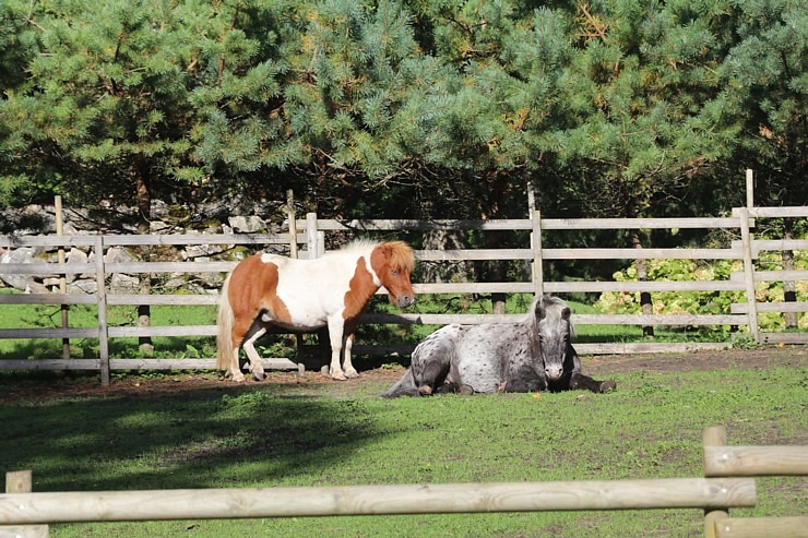 Travelnews.lv apciemo strausu fermu «Muhu jaanalinnufarm» un iepazīst arī zebras, ķengurus un Alpakas Travelnews.lv apciemo strausu fermu «Muhu jaanalinnufarm» un iepazīst arī zebras, ķengurus un Alpakas 307066