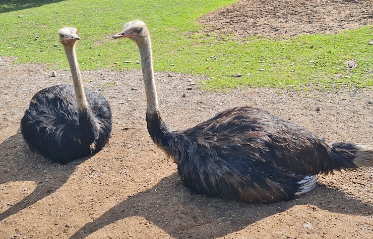 Travelnews.lv apciemo strausu fermu «Muhu jaanalinnufarm» un iepazīst arī zebras, ķengurus un Alpakas Travelnews.lv apciemo strausu fermu «Muhu jaanalinnufarm» un iepazīst arī zebras, ķengurus un Alpakas 307040