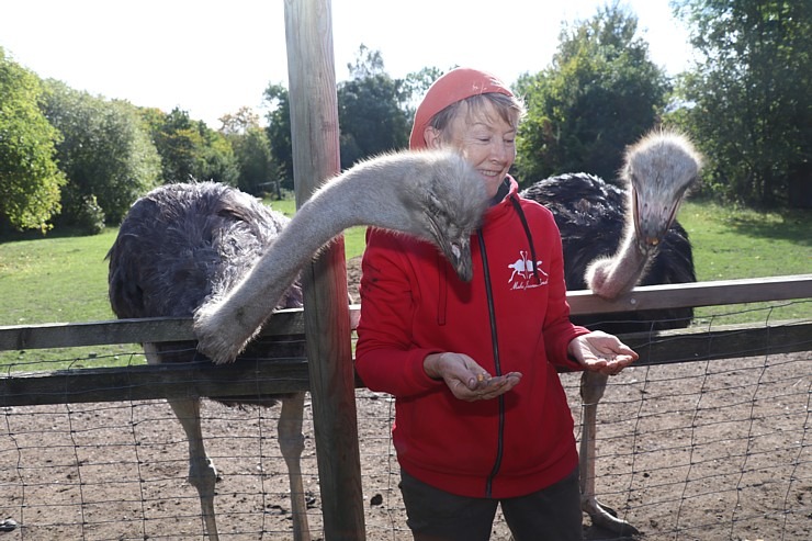 Travelnews.lv apciemo strausu fermu «Muhu jaanalinnufarm» un iepazīst arī zebras, ķengurus un Alpakas Travelnews.lv apciemo strausu fermu «Muhu jaanalinnufarm» un iepazīst arī zebras, ķengurus un Alpakas 307042