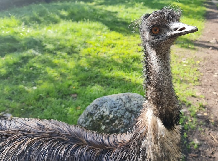 Travelnews.lv apciemo strausu fermu «Muhu jaanalinnufarm» un iepazīst arī zebras, ķengurus un Alpakas Travelnews.lv apciemo strausu fermu «Muhu jaanalinnufarm» un iepazīst arī zebras, ķengurus un Alpakas 307045