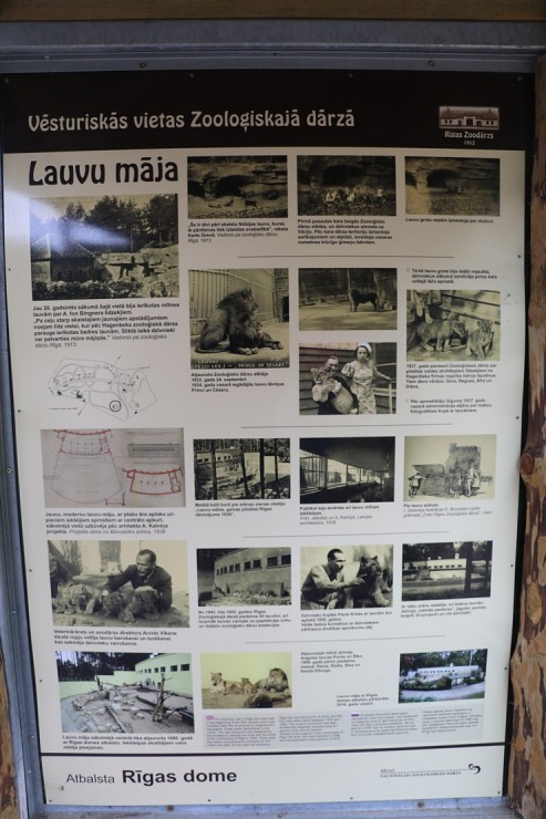 Rīgas Nacionālais zooloģiskais dārzs krusta mazos lauvēnus - «Varis» un «Teika» 307087