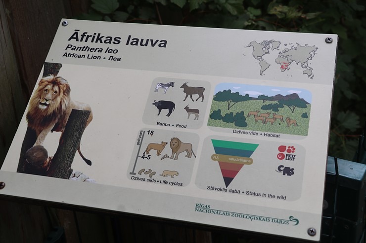 Rīgas Nacionālais zooloģiskais dārzs krusta mazos lauvēnus - «Varis» un «Teika» 307083