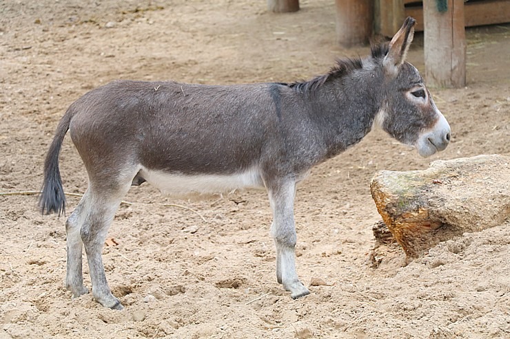 Travelnews.lv apciemo Rīgas Nacionālo zooloģisko dārzu 307934