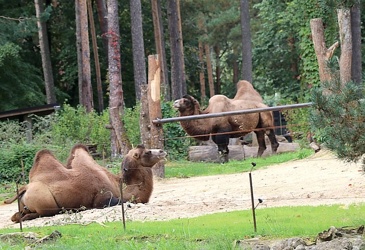 Travelnews.lv apciemo Rīgas Nacionālo zooloģisko dārzu 307935