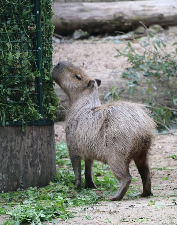 Travelnews.lv apciemo Rīgas Nacionālo zooloģisko dārzu 307938