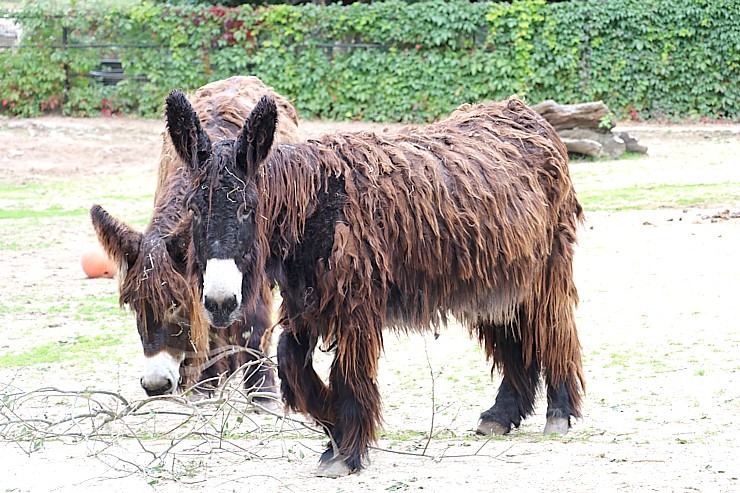 Travelnews.lv apciemo Rīgas Nacionālo zooloģisko dārzu 307939