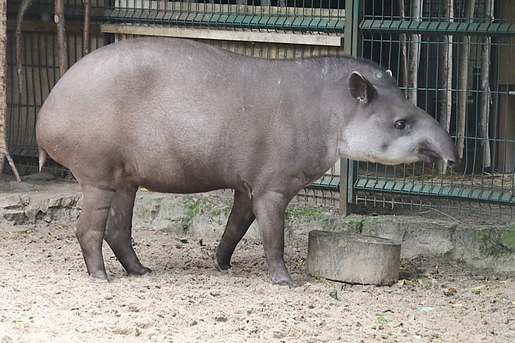 Travelnews.lv apciemo Rīgas Nacionālo zooloģisko dārzu 307940