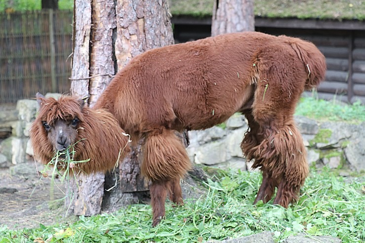Travelnews.lv apciemo Rīgas Nacionālo zooloģisko dārzu 307943