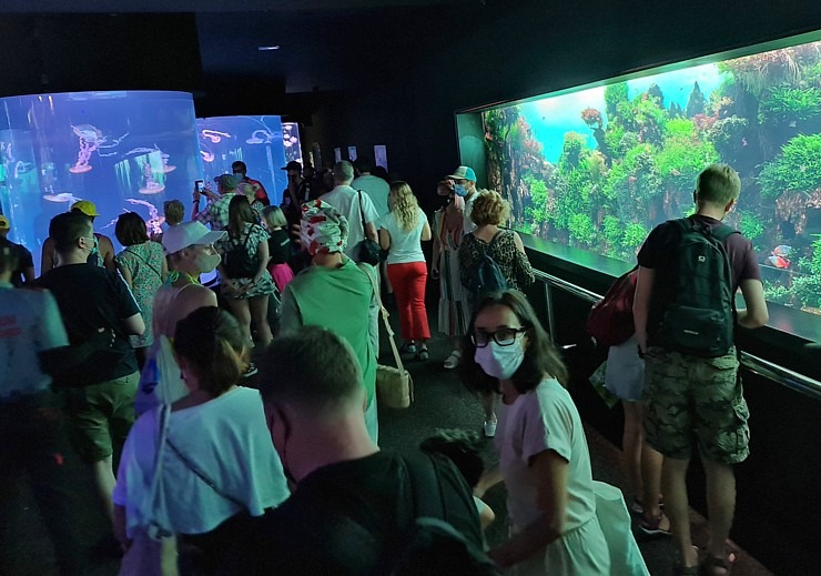 Travelnews.lv iepazīst pasaulslaveno «Loro parku» Tenerifē, kurā mīt ūdens un sauszemes dzīvnieki Travelnews.lv iepazīst pasaulslaveno «Loro parku» Tenerifē, kurā mīt ūdens un sauszemes dzīvnieki 308466