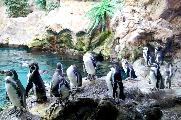 Travelnews.lv iepazīst pasaulslaveno «Loro parku» Tenerifē, kurā mīt ūdens un sauszemes dzīvnieki Travelnews.lv iepazīst pasaulslaveno «Loro parku» Tenerifē, kurā mīt ūdens un sauszemes dzīvnieki 308485