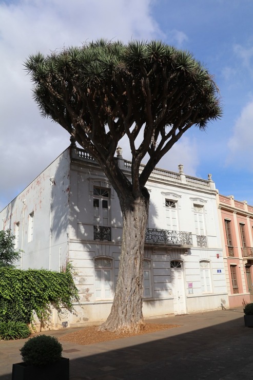 Travelnews.lv ekskursijas veidā iepazīst romantisku pilsētiņu Sankristovala de la Laguna Tenerifē Travelnews.lv ekskursijas veidā iepazīst romantisku pilsētiņu Sankristovala de la Laguna Tenerifē 308780