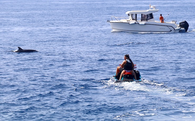 Travelnews.lv ar katamarānu Atlantijas okeānā vēro delfīnus un citas radības 309933