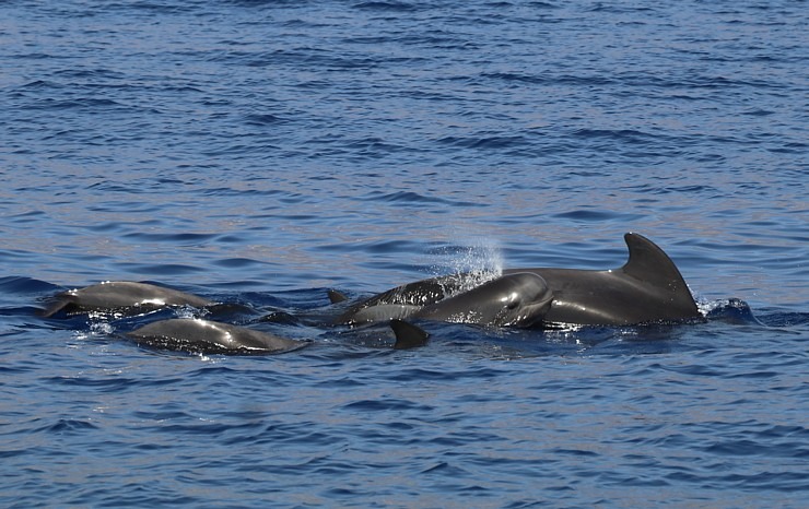 Travelnews.lv ar katamarānu Atlantijas okeānā vēro delfīnus un citas radības 309934