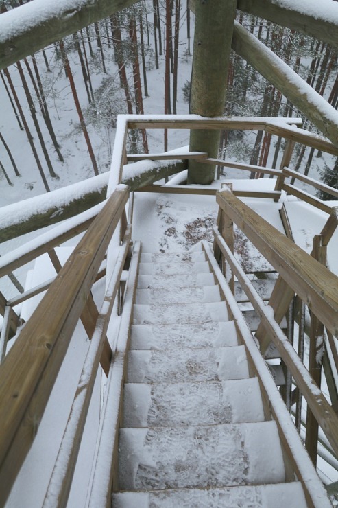 Travelnews.lv dodas 26 km pārgājienā Ložmetējkalna apkārtnē Jelgavas novadā 312960