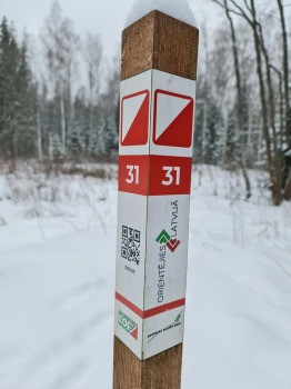 31