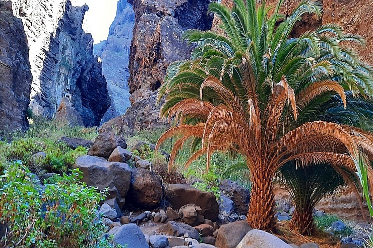 Latviešu ceļotāji dodas dabas pārgājienos Spānijas Tenerifes salā. Foto: Iveta Reiere 313344