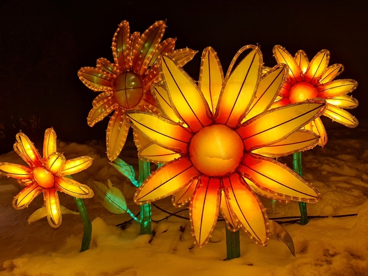 Siguldā kopš 4.02.2022 notiek grandiozs un ģimenisks gaismas festivāls «Brīnumzemē» 313848