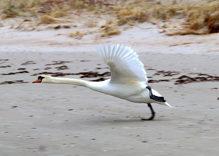 Travelnews.lv veic 32 km pārgājienu Mērsraga apkaimē 316098
