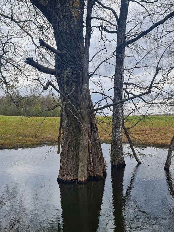 Dodamies 26 km pārgājienā ar suņiem Sivera ezera apkārtnē Krāslavas novadā 316230