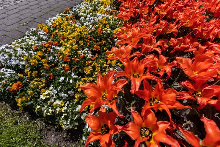 Jūrmala šobrīd tulpju galvaspilsēta Latvijā. Foto: Artis Veigurs 317484