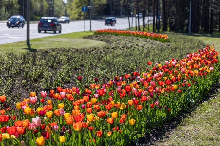 Jūrmala šobrīd tulpju galvaspilsēta Latvijā. Foto: Artis Veigurs 317491