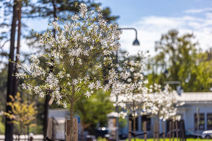 Jūrmala šobrīd tulpju galvaspilsēta Latvijā. Foto: Artis Veigurs 317493