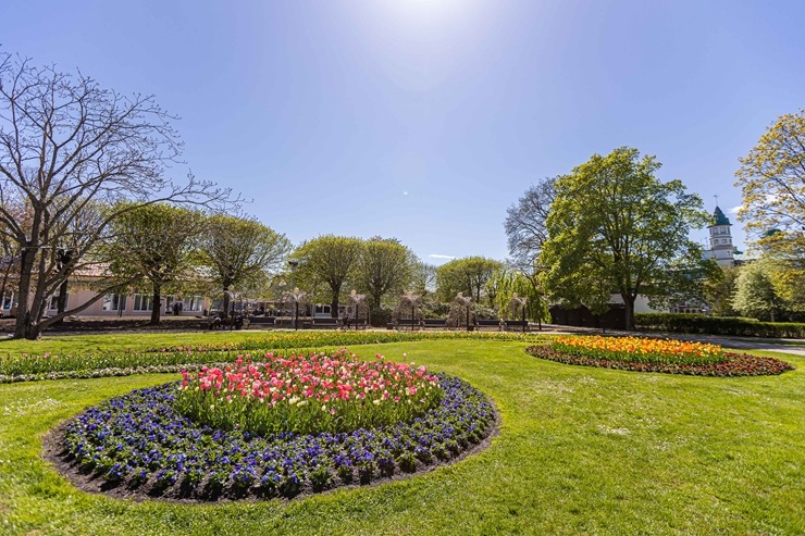 Jūrmala šobrīd tulpju galvaspilsēta Latvijā. Foto: Artis Veigurs 317471